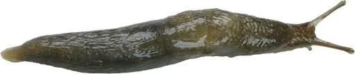 鼻涕虫 PNG免抠(955x203)