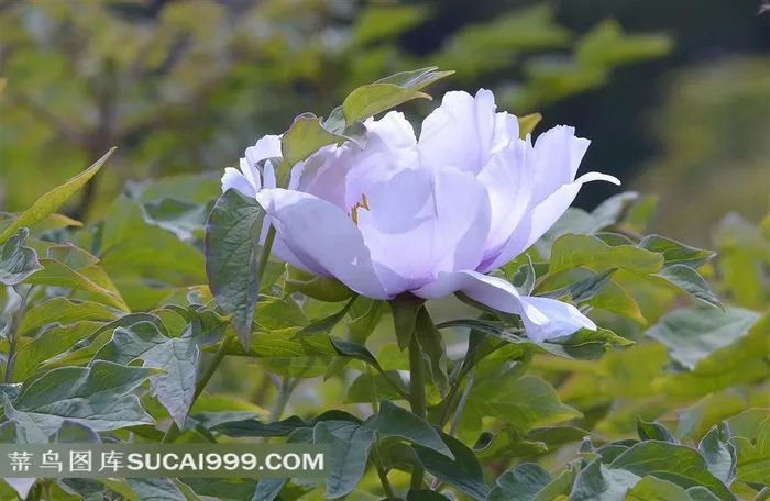 牡丹花摄影素材