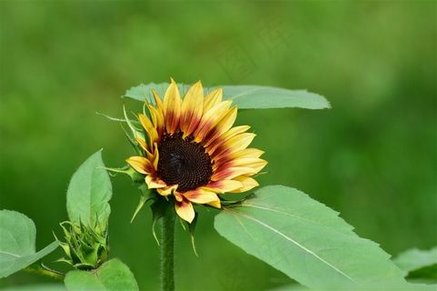 一朵美丽的向日葵图片