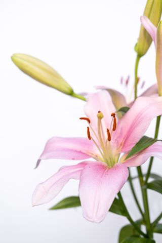 白色纯洁百合摄影素材