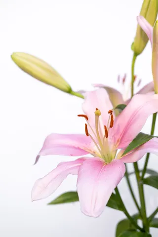 白色纯洁百合摄影素材