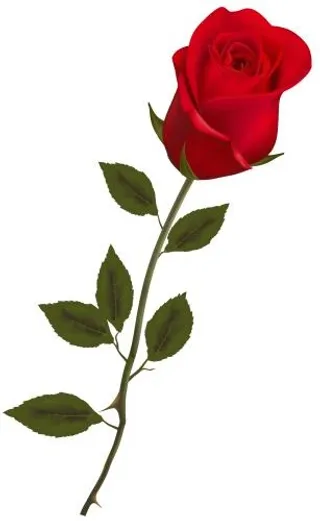 玫瑰 PNG免抠