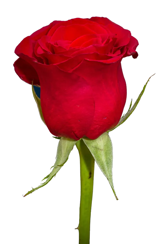 鲜花玫瑰免扣素材