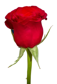 鲜花玫瑰免扣素材