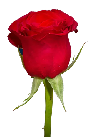 鲜花玫瑰免扣素材