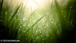 绿草地水珠壁纸