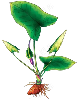 手绘草本中药药材