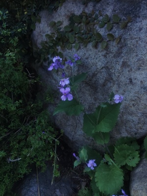 “赏花季”