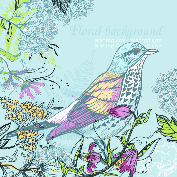 手绘 插画鸟 画眉鸟