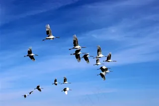 丹顶鹤翱翔在蓝天