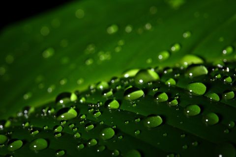 绿叶露珠图片