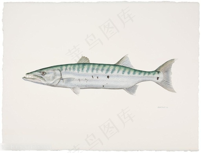 手绘高清彩色鱼装饰画插画