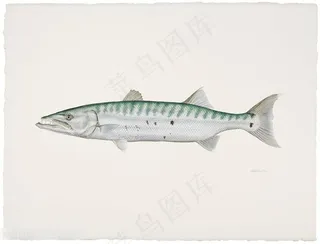 手绘高清彩色鱼装饰画插画