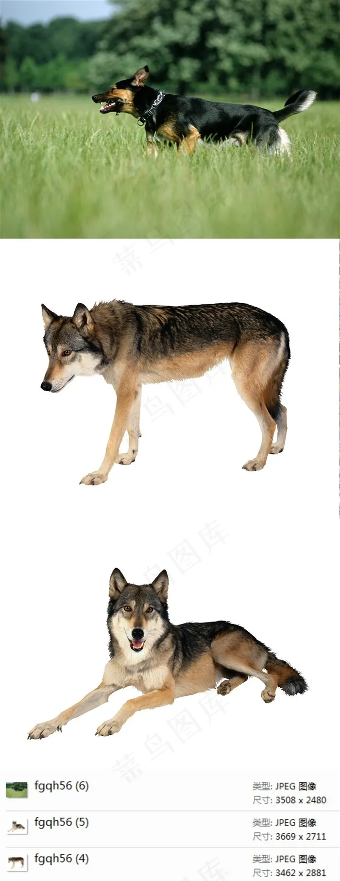 军犬摄影素材