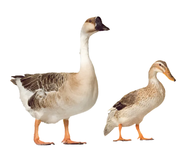 鸭子与鹅畜牧业现代农业
