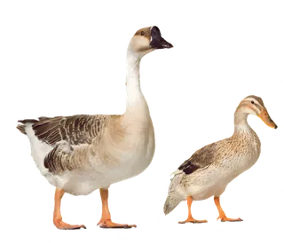 鸭子与鹅畜牧业现代农业