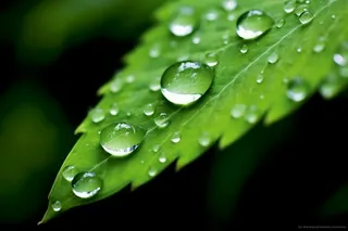 绿色清新水滴绿叶背景图