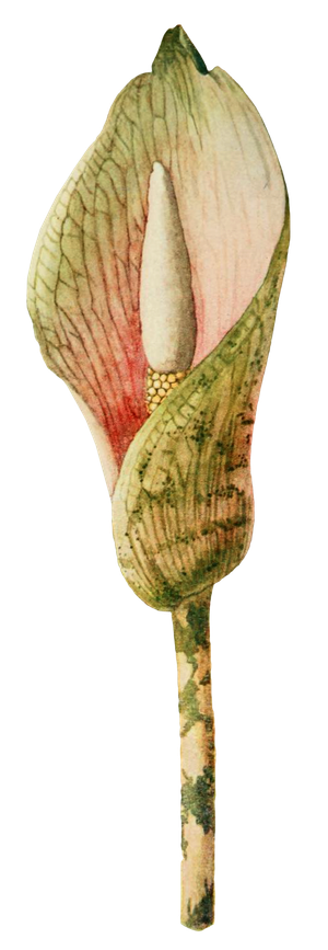 复古手绘植物花卉玫瑰花PNG免扣图案高清图片PS设计素材图