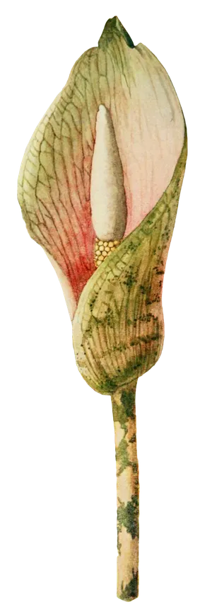 复古手绘植物花卉玫瑰花PNG免扣图案高清图片PS设计素材图