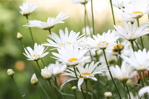 高清雏菊鲜花图片 高清雏菊鲜花图片
