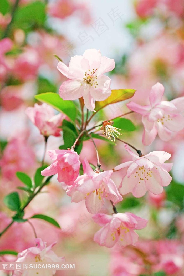 高清淡雅海棠花鲜花图片