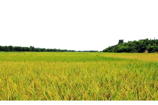 现代农业黄色稻田