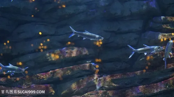 海底世界小鱼