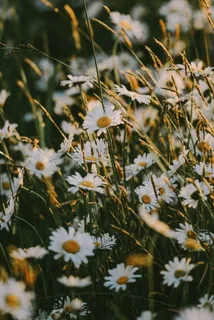白色小雏菊摄影图片 白色小雏菊摄影图片