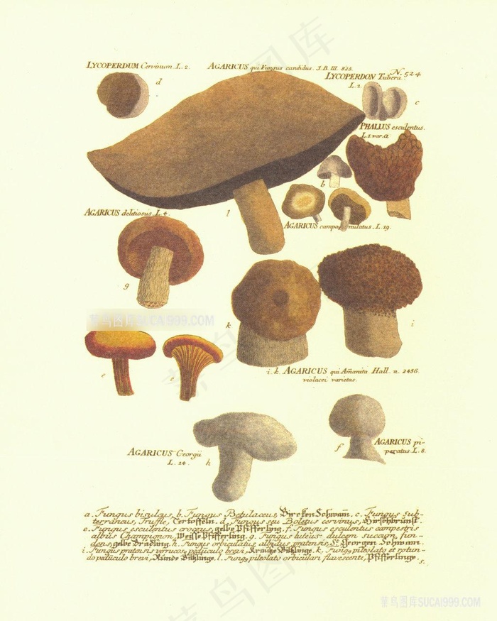 唯美复古蘑菇艺术插画