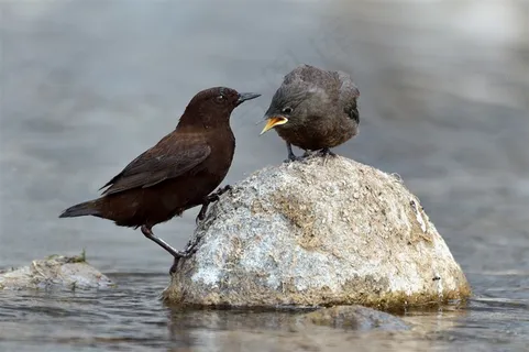 鸟类大全褐河乌大图