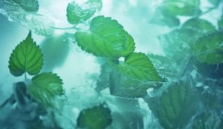 清凉夏日冰块薄荷水背景