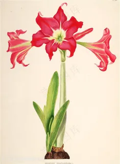 淡雅唯美喇叭花插画 淡雅唯美喇叭花插画