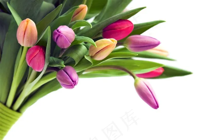 美丽的郁金香鲜花