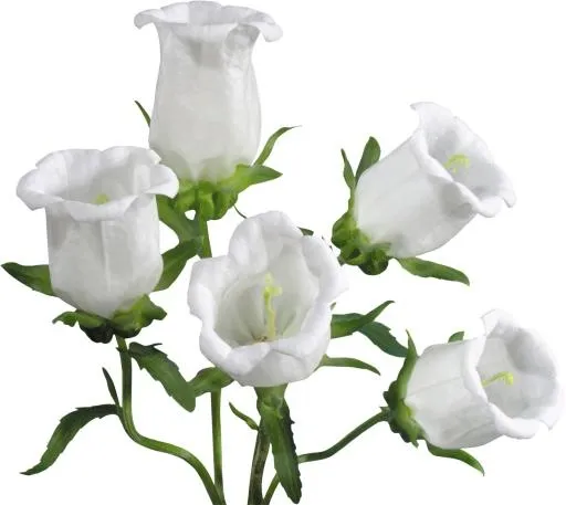 风铃草 PNG免抠(2970x2651)