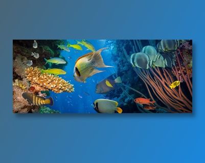 美丽的海底世界景观素材