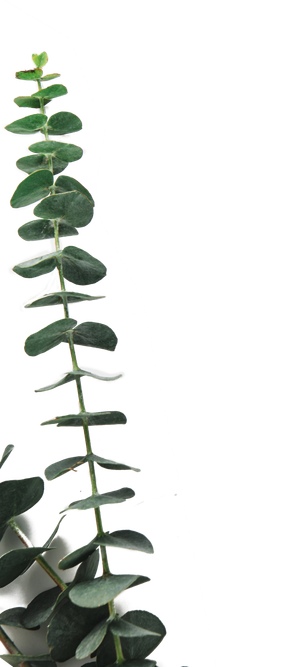 树木树枝树叶免扣素材