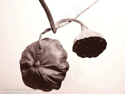 荷花物语-两个相互勾起的莲蓬 荷花物语-两个相互勾起的莲蓬