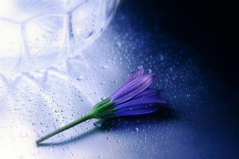 唯美高清紫色鲜花图片