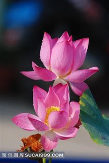 美丽荷花荷叶唯美图片