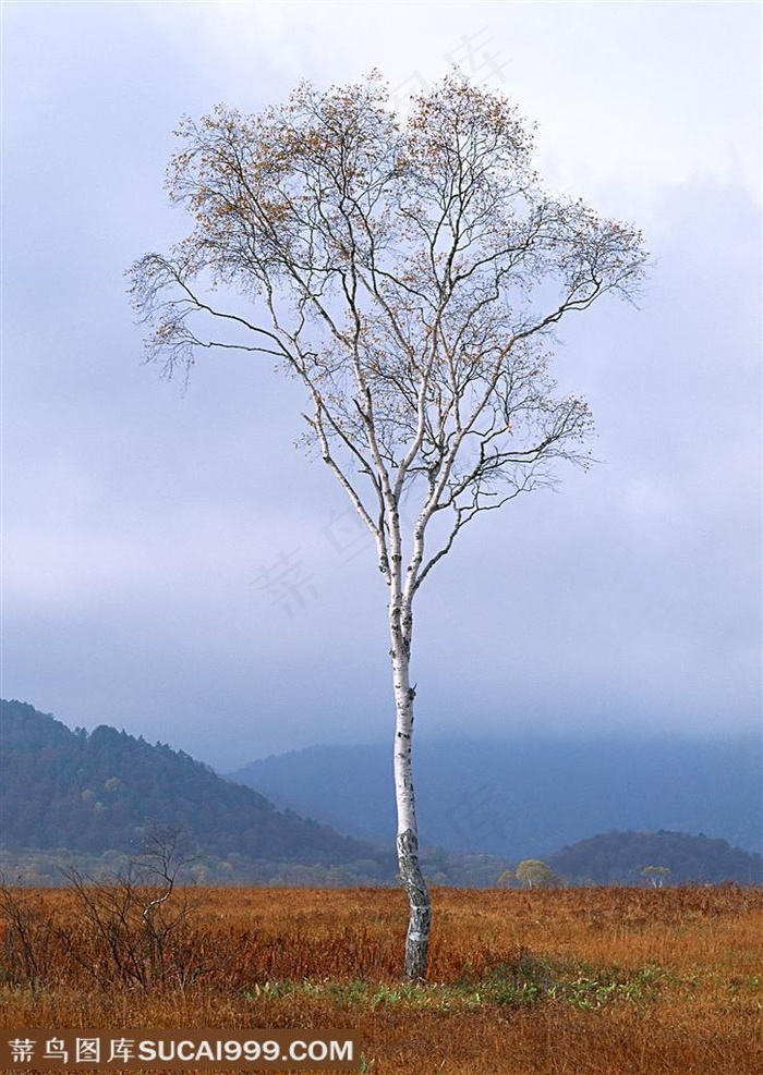 树林树木-在一片山林中间的草地上的叶子掉光了的白桦树