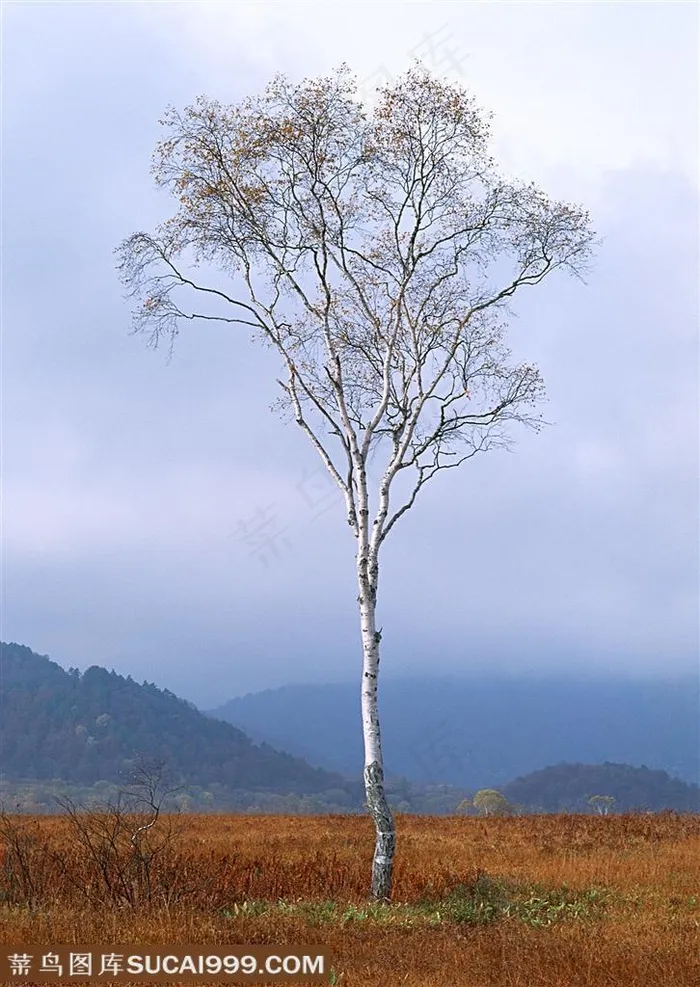 树林树木-在一片山林中间的草地上的叶子掉光了的白桦树