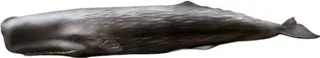 抹香鲸 PNG免抠