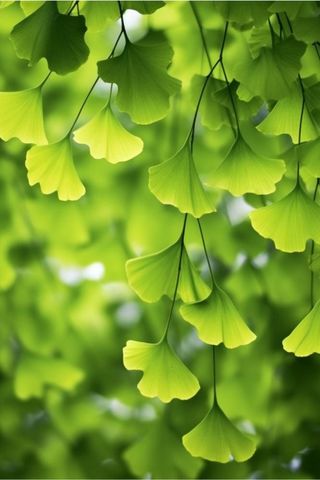 绿色银杏叶背景