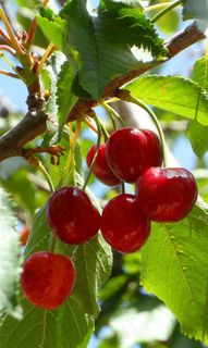 果树上的樱桃自然 绿色 果 健康