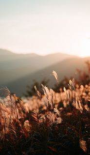 初升太阳紫气东来秋日风景