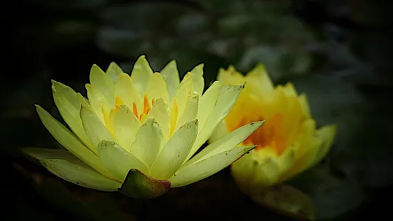 黄色睡莲开花图片 黄色睡莲开花图片