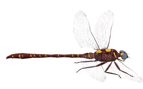 蜻蜓 PNG免抠(500x310)