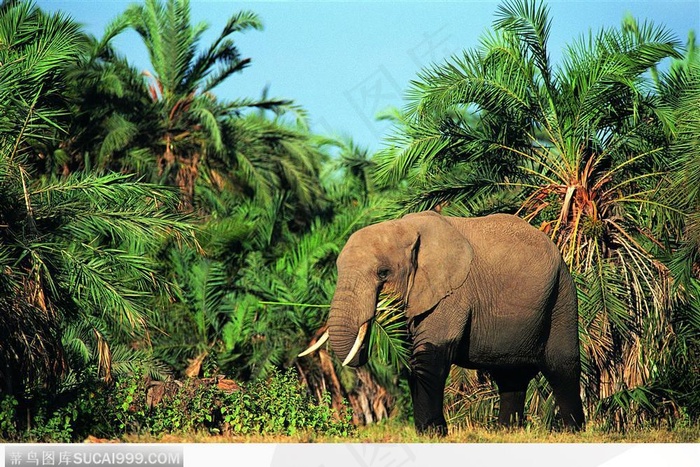 非洲野生大象·丛林中进食