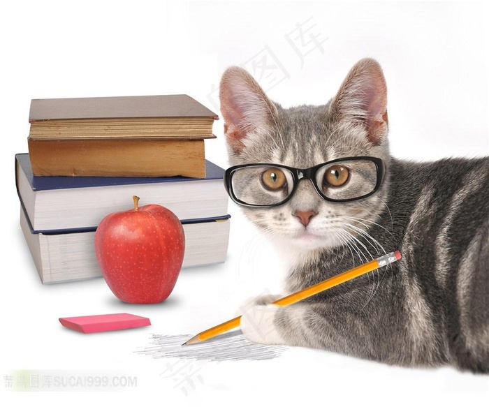 猫咪学习另类图片