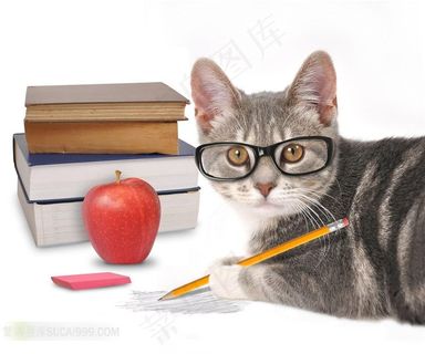 猫咪学习另类图片